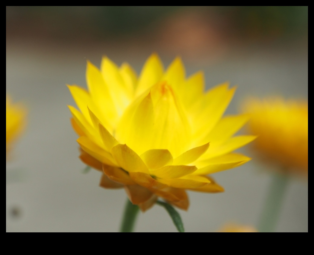 Golden Garden A Bloom in Radiance 2 Golden Garden: Bloom in Radiance