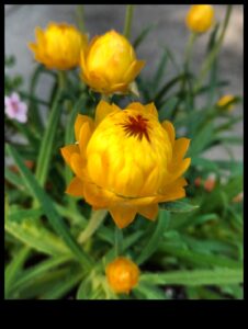 Golden Garden: Bloom in Radiance