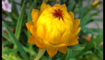 Golden Garden: Bloom in Radiance